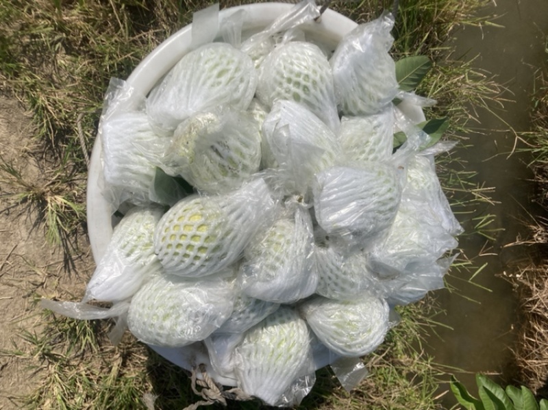 红心番石榴，白心番石榴，芭乐，，欢迎来撩
