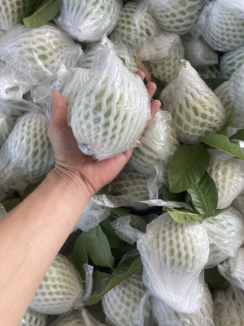 红心番石榴，白心番石榴，芭乐，，欢迎来撩