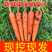 胡萝卜大红精品中条，有自己的基地，自己的车间，加工各种包