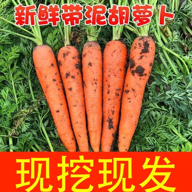 胡萝卜大红精品中条，有自己的基地，自己的车间，加工各种包