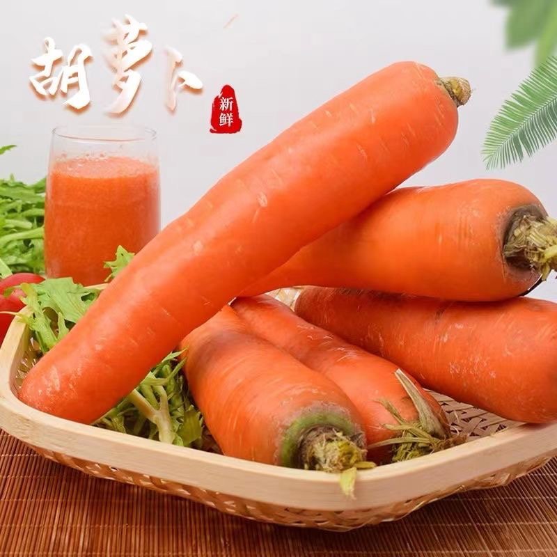 胡萝卜大红精品自己基地货，货源充足，价格优惠，欢迎采购