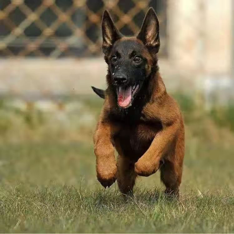 马犬精品爆红马犬马犬幼犬疫苗齐全成年马犬黄马犬