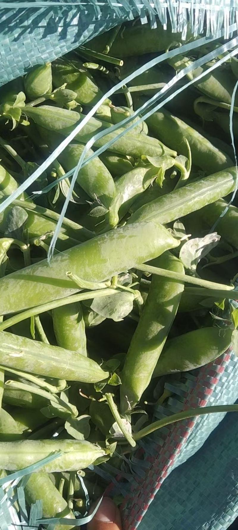 豌豆云南长寿仁豌豆大量上市产地一手货源产地直供
