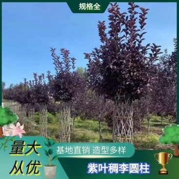 紫叶稠李圆柱苗圃批发造型树彩叶行道树紫叶稠李编织柱