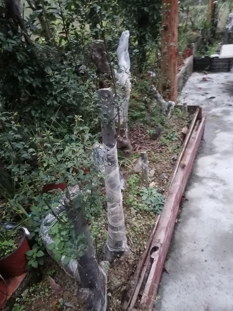 金弹子
