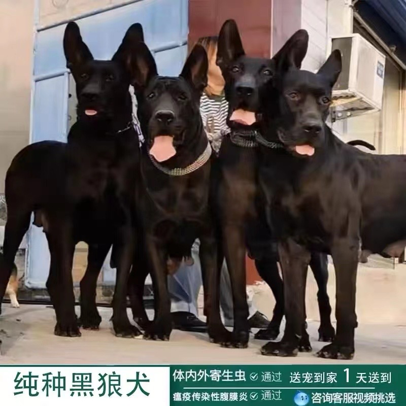 中华墨界黑狼犬活体幼犬纯种黑狼犬大型巨型狗看家护院大狼狗