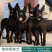 中华墨界黑狼犬活体幼犬纯种黑狼犬大型巨型狗看家护院大狼狗