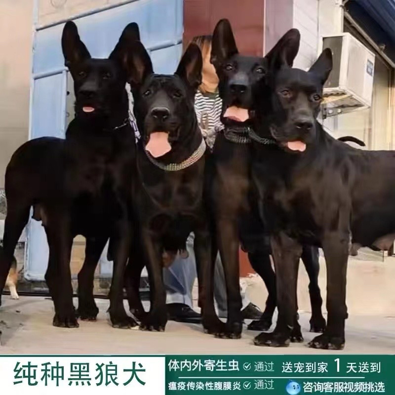 中华墨界黑狼犬活体幼犬纯种黑狼犬大型巨型狗看家护院大狼狗