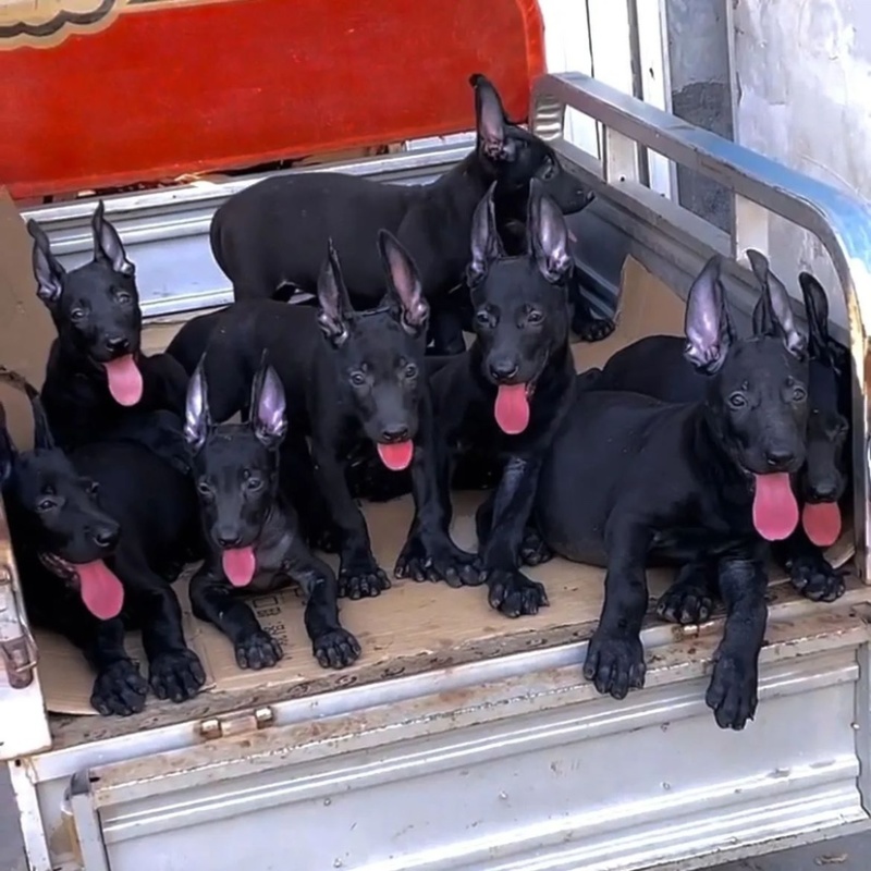 中华墨界黑狼犬活体幼犬纯种黑狼犬大型巨型狗看家护院大狼狗