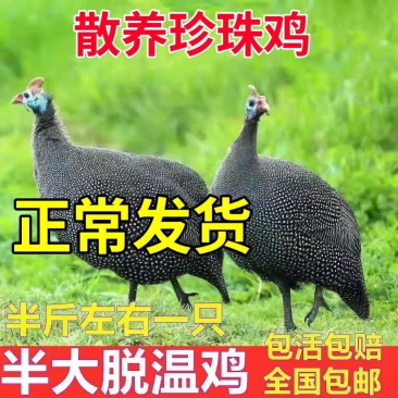 散养半大脱温珍珠鸡苗珍珠鸡成年产蛋珍珠鸡