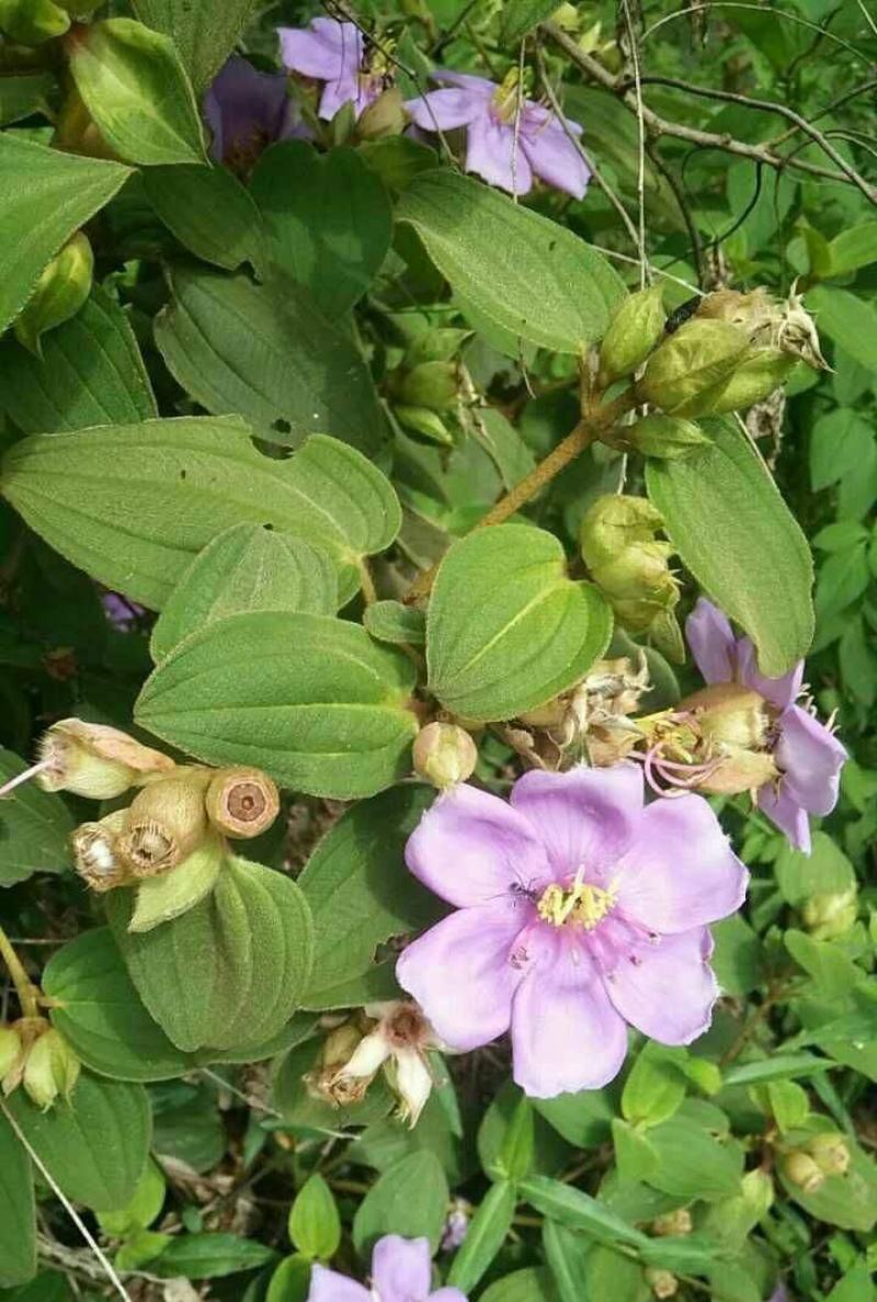 地念种子地稔种子新鲜现挖野生地菍种子铺地锦地脚菍中药材