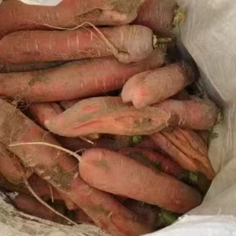 次品红萝卜
