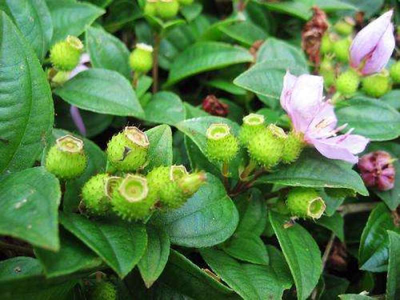地念种子地稔种子新鲜现挖野生地菍种子铺地锦地脚菍中药材