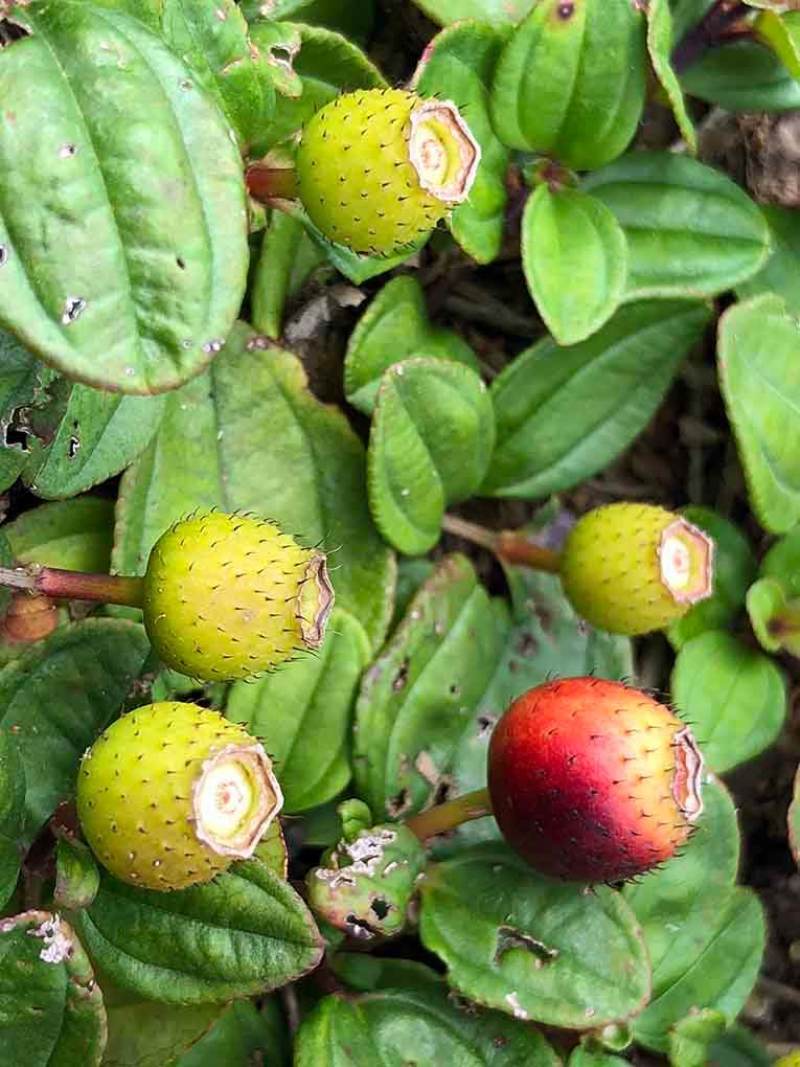地念种子地稔种子新鲜现挖野生地菍种子铺地锦地脚菍中药材