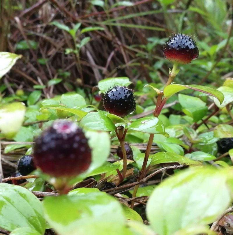 地念种子地稔种子新鲜现挖野生地菍种子铺地锦地脚菍中药材