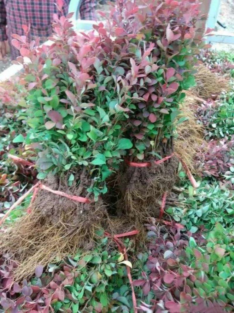 红叶小檗小苗