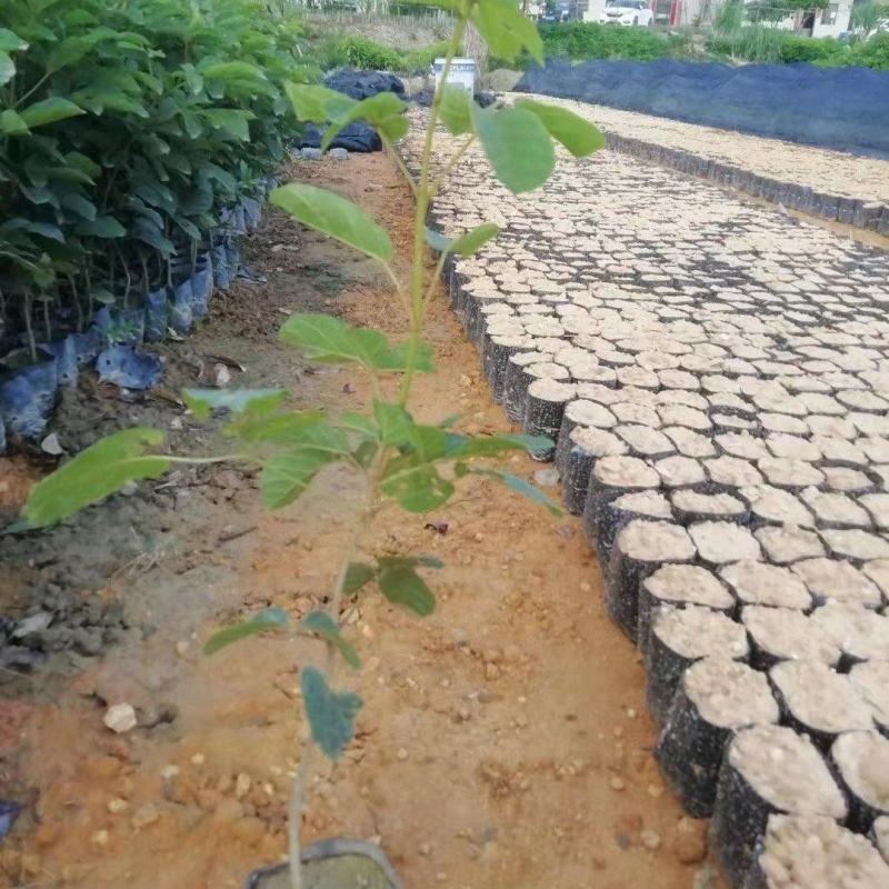 黄花风铃木
