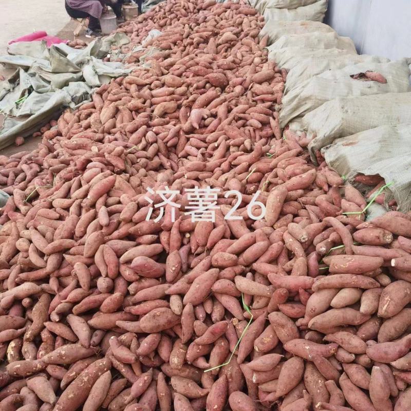 济薯26品质好形整齐长条状薯肉金黄，口感糯香山东产地