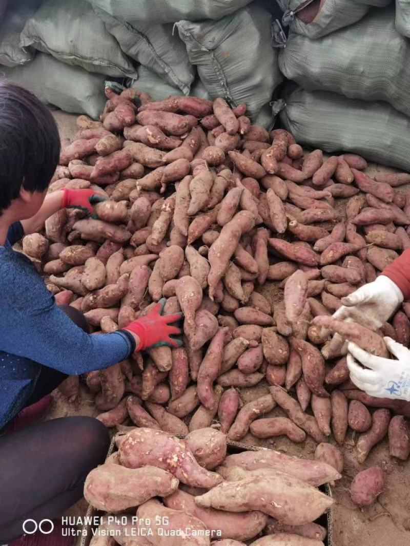 济薯26品质好形整齐长条状薯肉金黄，口感糯香山东产地