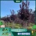紫叶稠李圆柱苗圃批发造型树彩叶行道树紫叶稠李编织柱