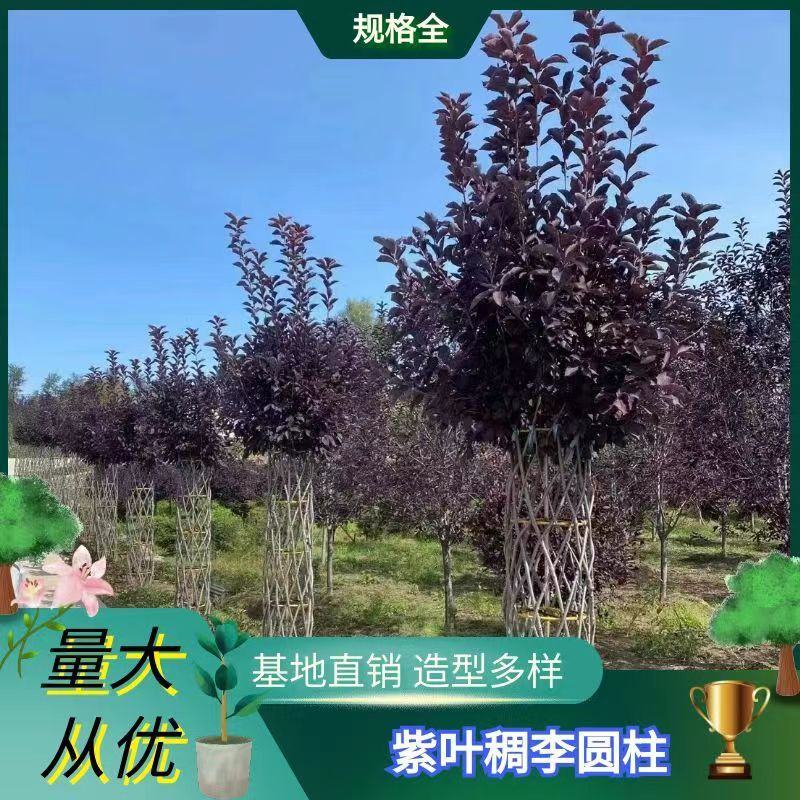 紫叶稠李圆柱苗圃批发造型树彩叶行道树紫叶稠李编织柱