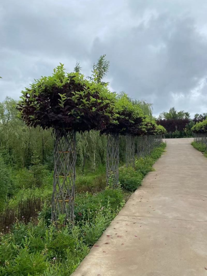 紫叶稠李圆柱苗圃批发造型树彩叶行道树紫叶稠李编织柱