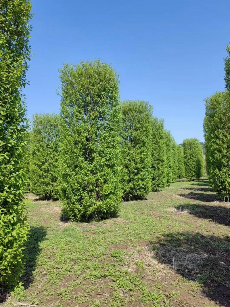 紫叶稠李圆柱苗圃批发造型树彩叶行道树紫叶稠李编织柱