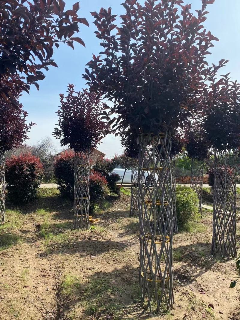 紫叶稠李圆柱苗圃批发造型树彩叶行道树紫叶稠李编织柱