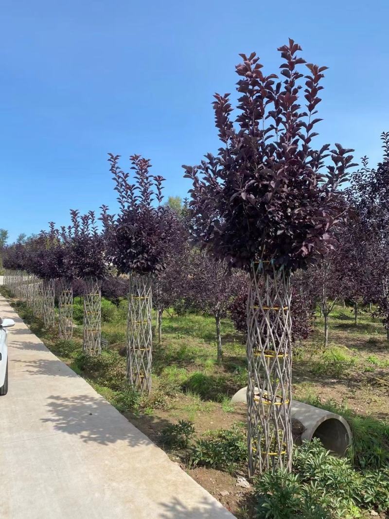紫叶稠李圆柱苗圃批发造型树彩叶行道树紫叶稠李编织柱