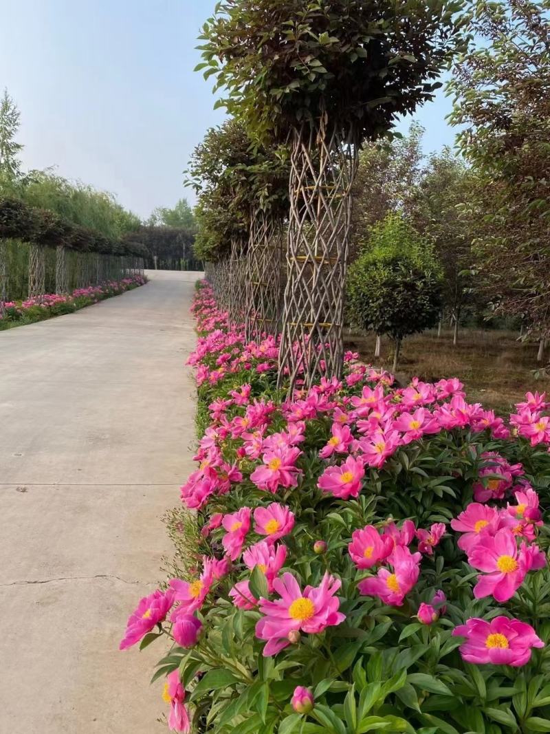 紫叶稠李圆柱苗圃批发造型树彩叶行道树紫叶稠李编织柱