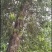 高山野生生长各类树木寄生茶，天然成长，货源充足