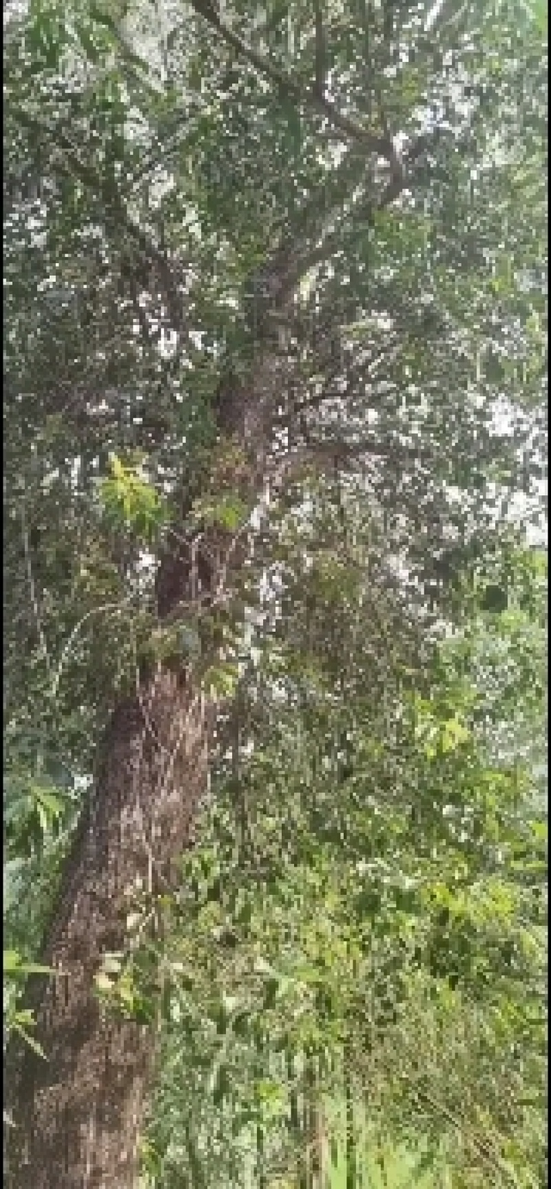 高山野生生长各类树木寄生茶，天然成长，货源充足