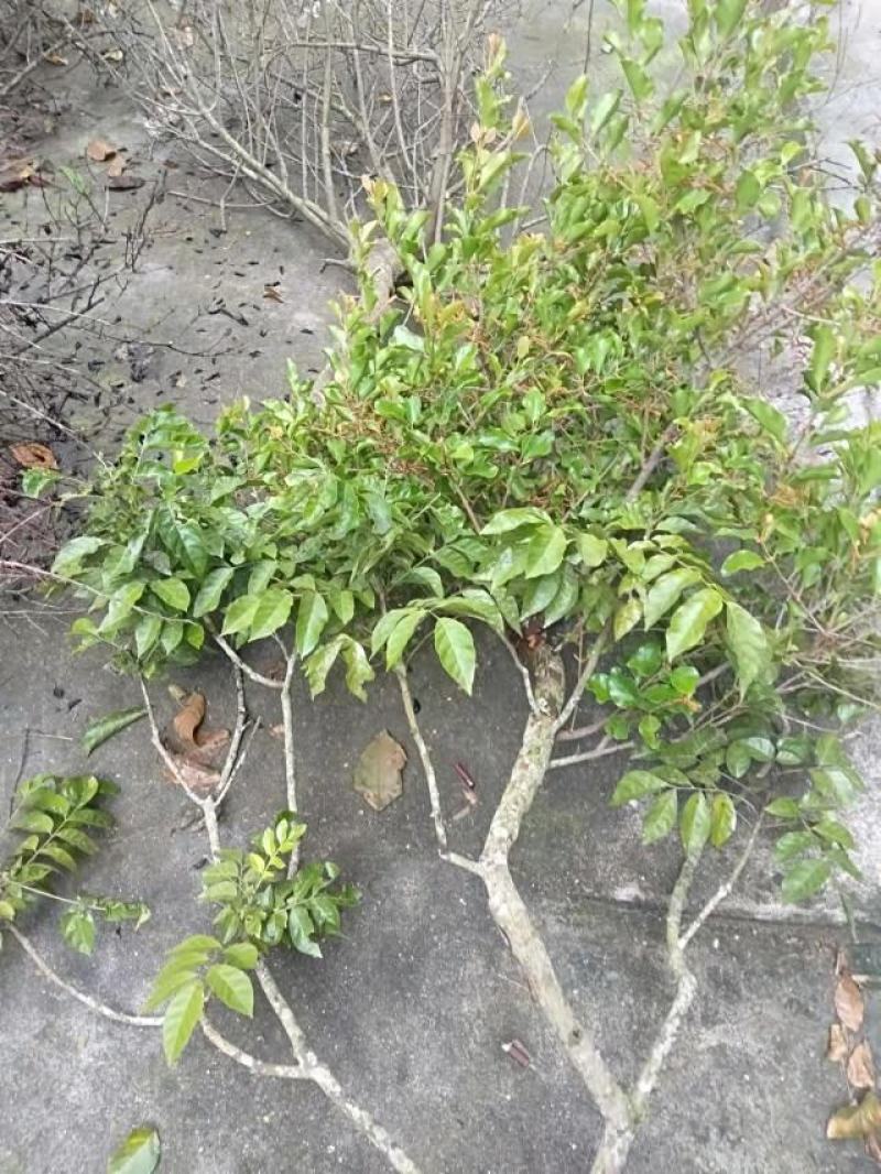 高山野生生长各类树木寄生茶，天然成长，货源充足