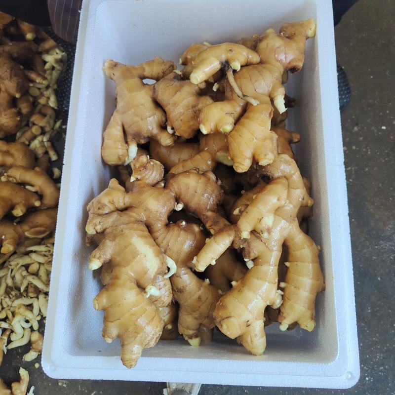 出售优质大姜600吨左右，保证质量，价格优惠，需要的联系