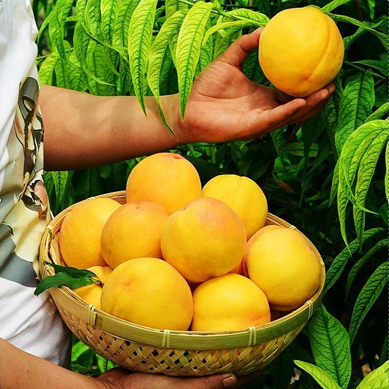黄金桃苗脆甜味美品质保证一手货源根系发达