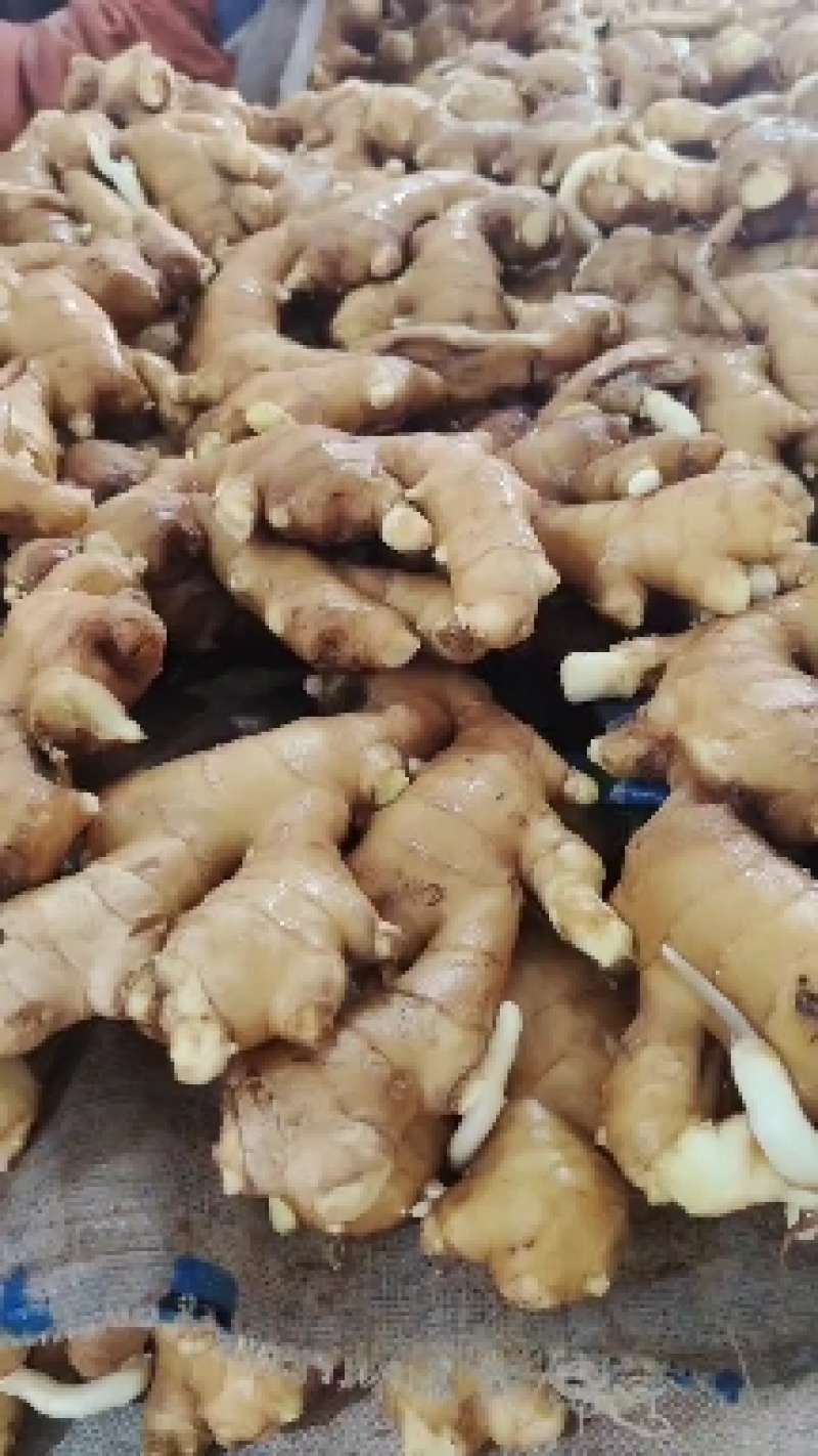出售优质大姜600吨左右，保证质量，价格优惠，需要的联系