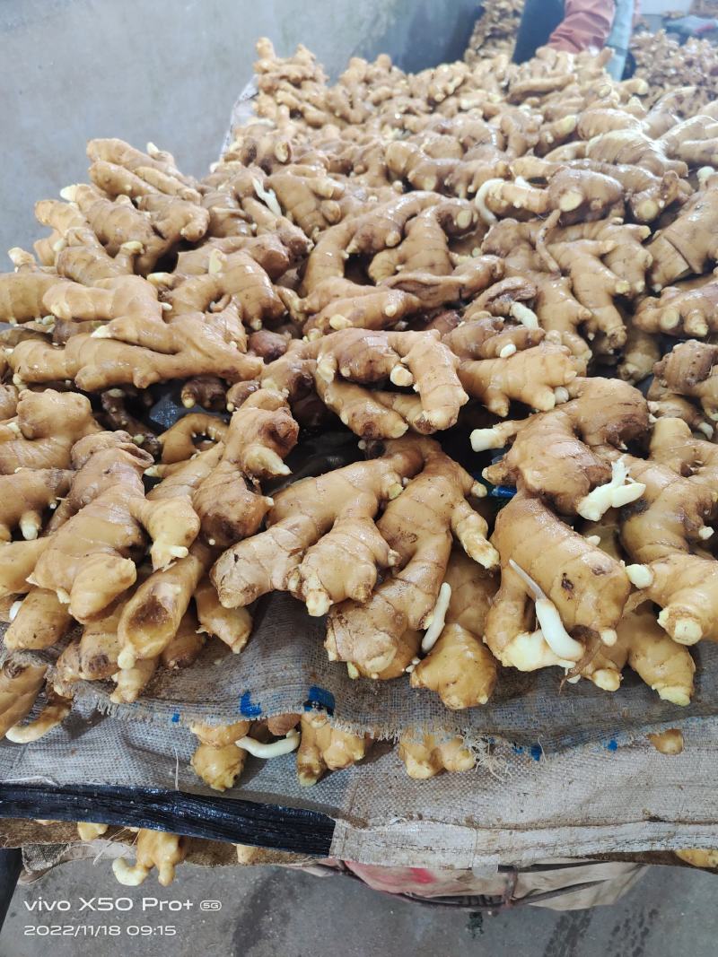 出售优质大姜600吨左右，保证质量，价格优惠，需要的联系