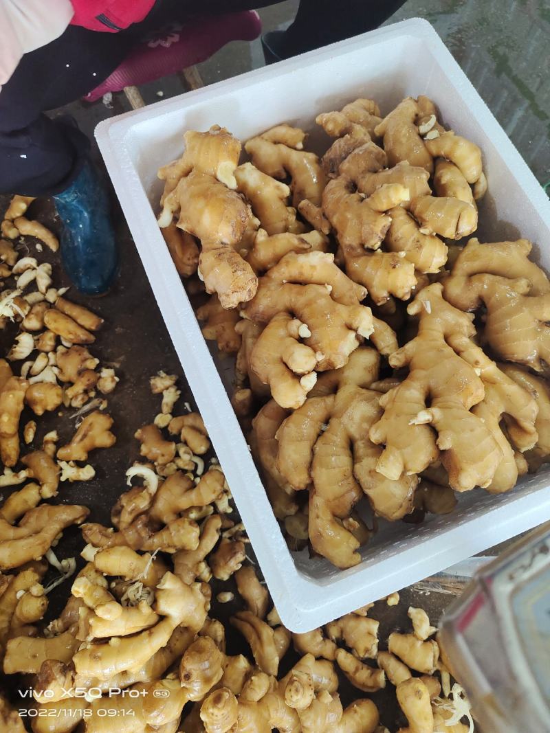出售优质大姜600吨左右，保证质量，价格优惠，需要的联系