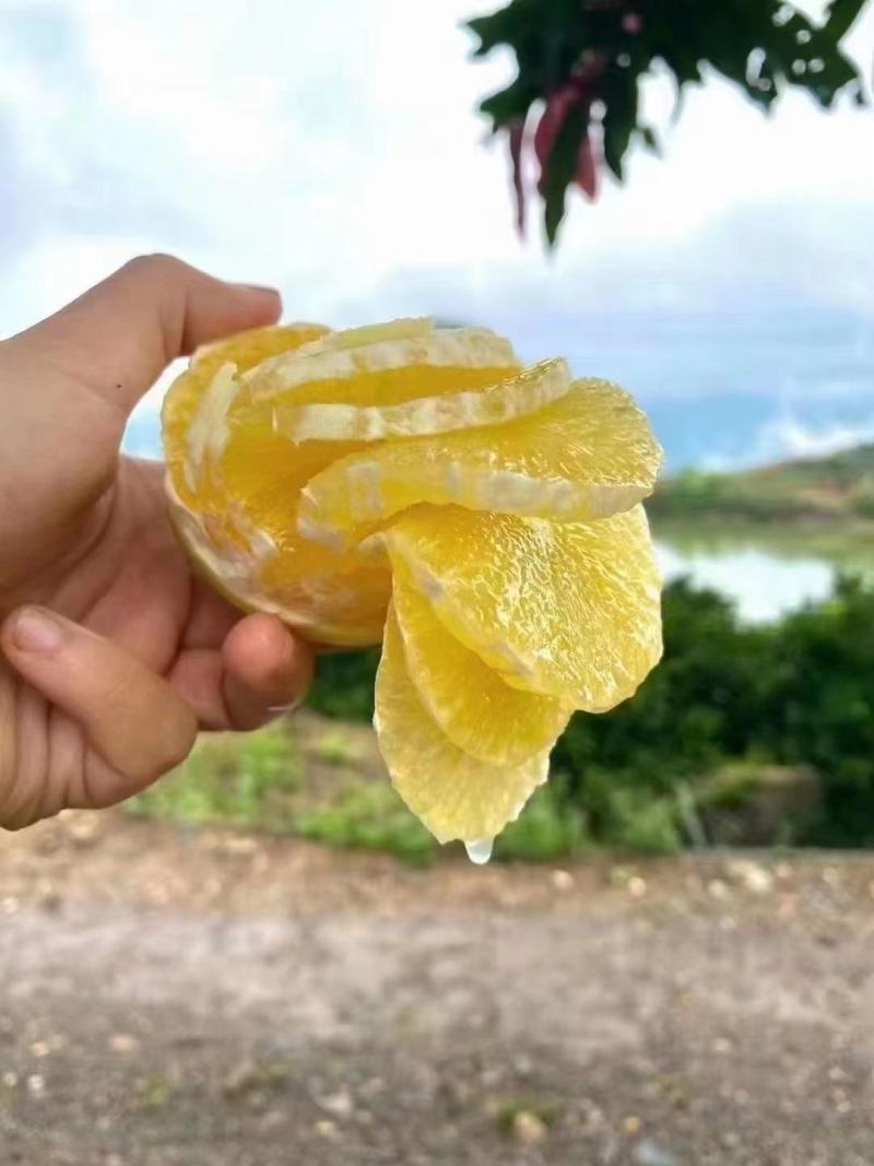 冰糖橙