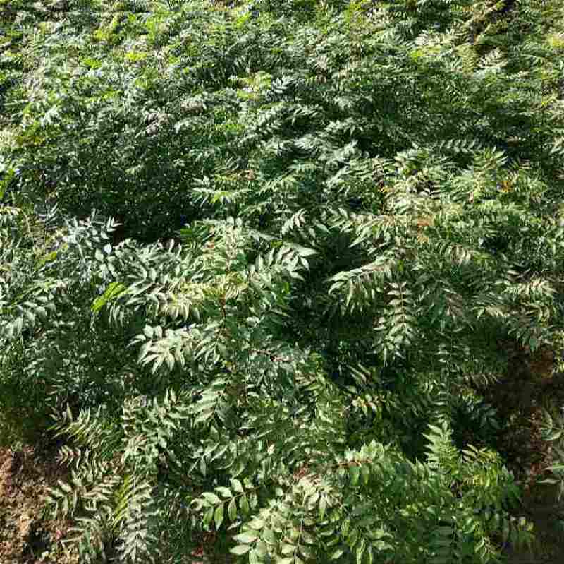 黄连木种子新采优质黄连木籽庭院花园行道绿化观叶风景树林木