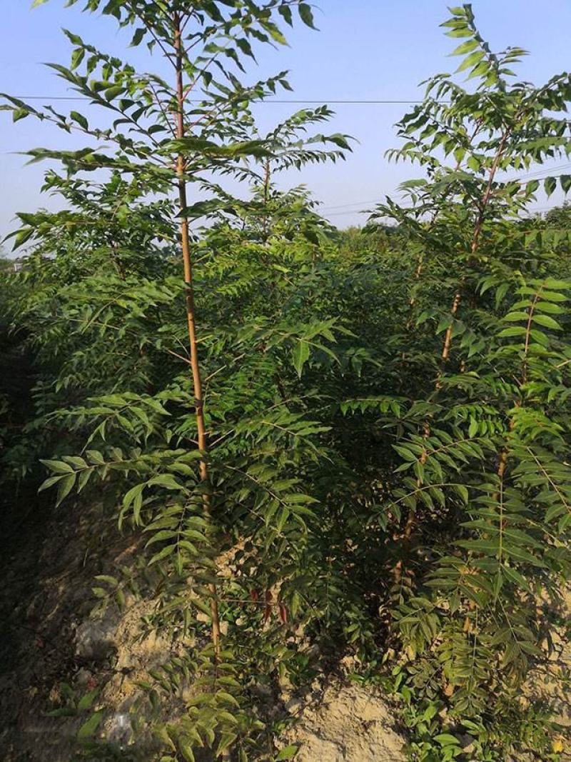 黄连木种子新采优质黄连木籽庭院花园行道绿化观叶风景树林木