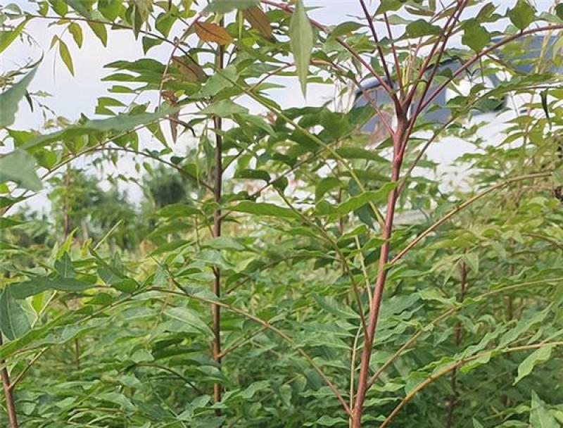 黄连木种子新采优质黄连木籽庭院花园行道绿化观叶风景树林木