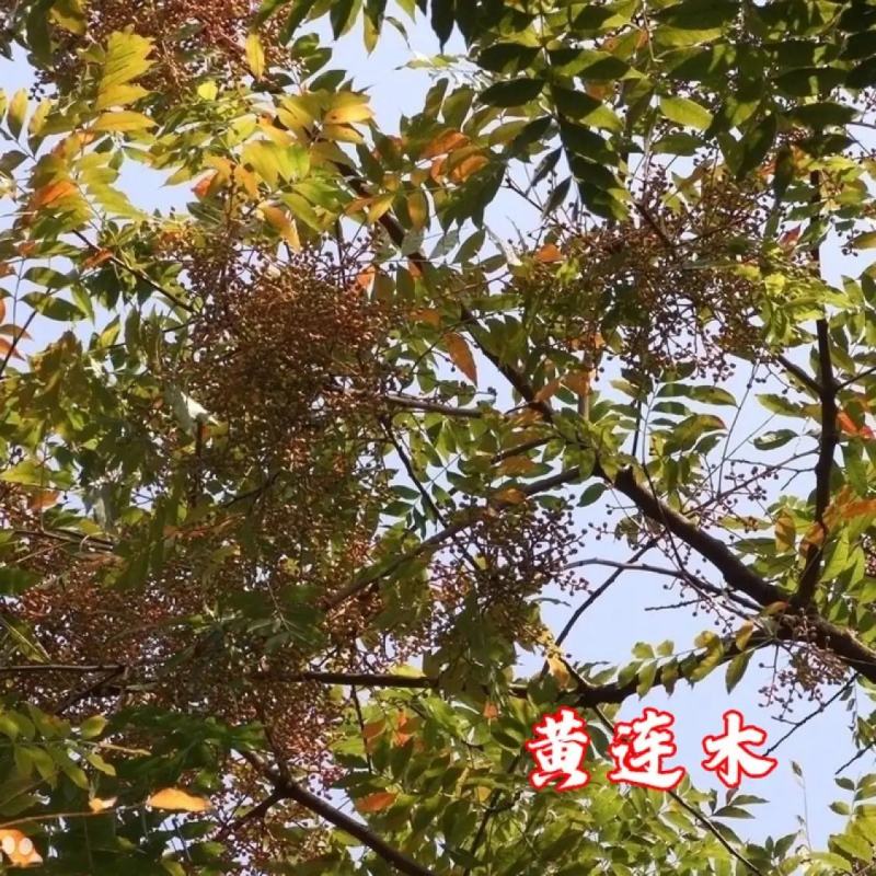 黄连木种子新采优质黄连木籽庭院花园行道绿化观叶风景树林木