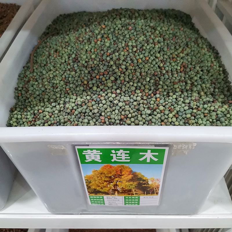 黄连木种子新采优质黄连木籽庭院花园行道绿化观叶风景树林木