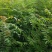 黄连木种子新采优质黄连木籽庭院花园行道绿化观叶风景树林木