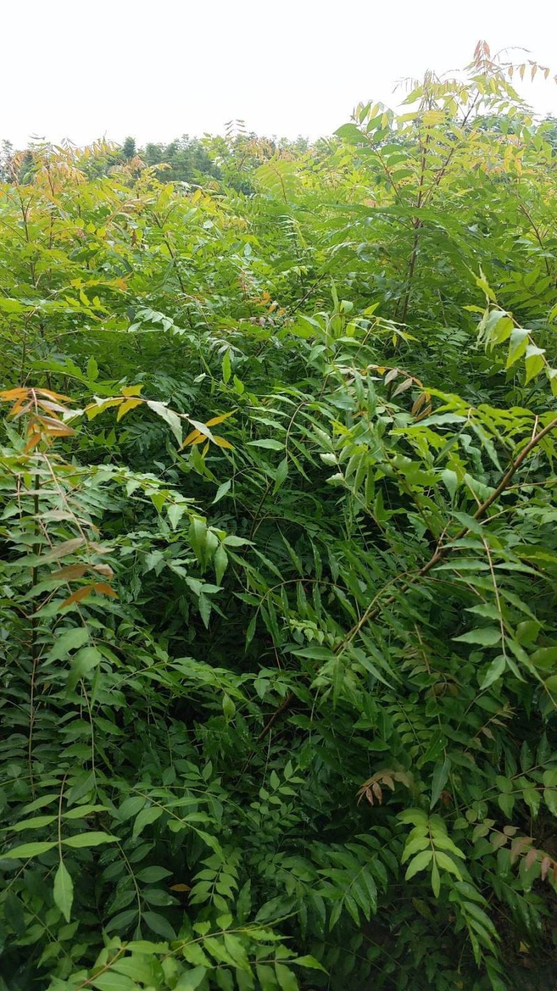黄连木种子新采优质黄连木籽庭院花园行道绿化观叶风景树林木