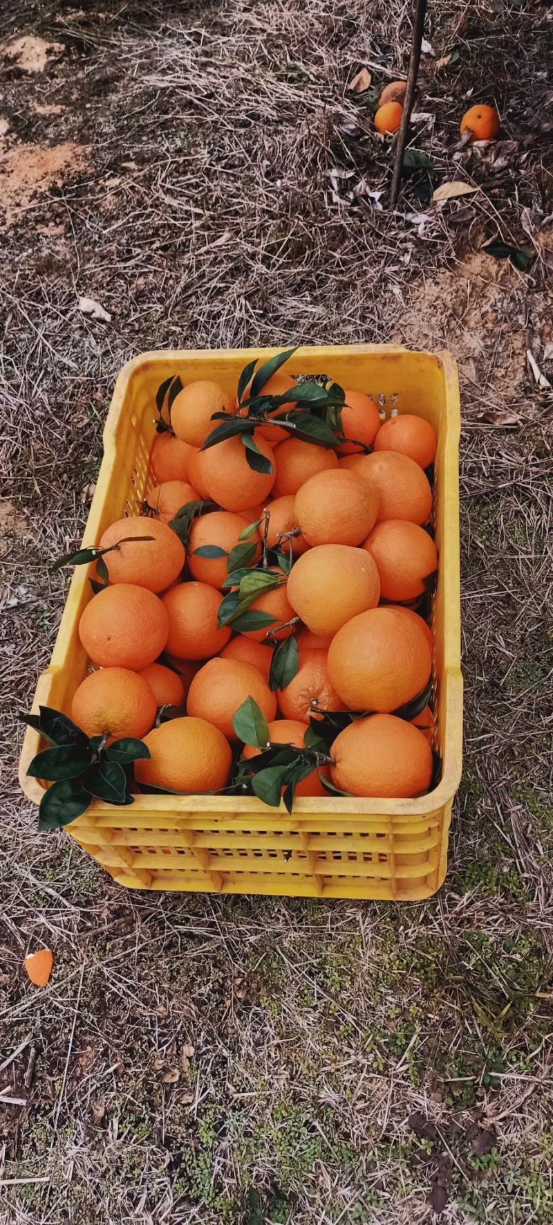 广西纽荷尔脐橙皮薄肉甜颜色红60起步纯甜无酸