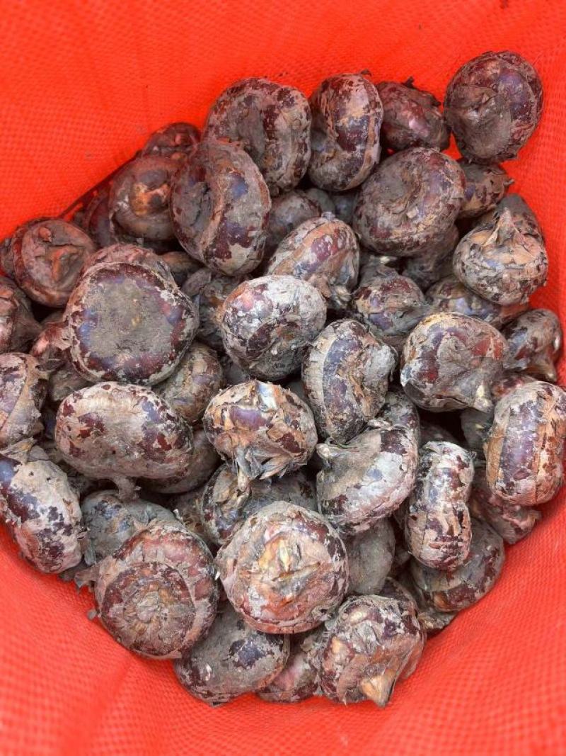 【精品】荸荠去皮珍珠马蹄，一手货源产地直发量大从优