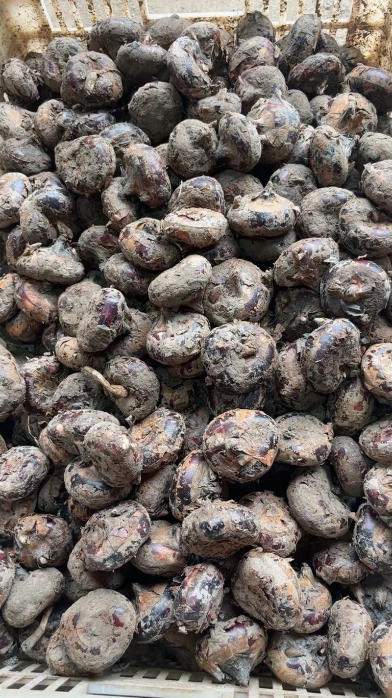 【精品】荸荠去皮珍珠马蹄，一手货源产地直发量大从优