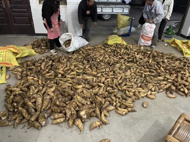 竹海高山野生冬笋预售自己年产万斤自家自发。